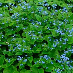 Brunnera /Siberian Bugloss 2 plants $15